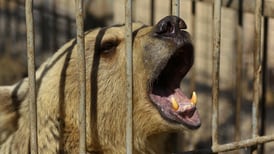 El león Simba y la osa Lula sufren abandonados entre sus excrementos en el zoológico de Mosul