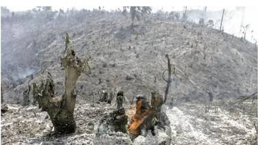 Incendios han arrasado 8.700 hectáreas de bosque en Guatemala 