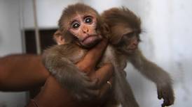 Bebé mono provoca caos en un tribunal de Pakistán