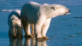 A falta de focas, los osos polares recurren a los huevos de pato