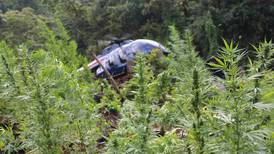Narcos llenan las reservas naturales de plantaciones de marihuana
