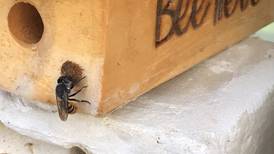 Mamá alajuelense les construye hoteles a las abejas solitarias para salvarlas