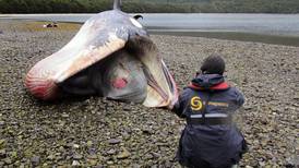Hallazgo de  ballenas muertas en Chile podría ser un fenómeno periódico