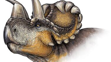 Descubren nuevo miembro de la familia de los triceratops: el wendiceratops