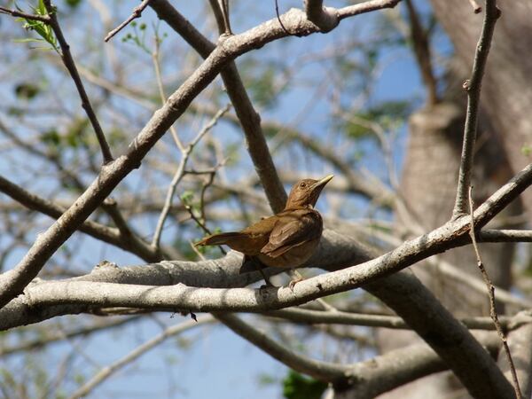 Resultado de imagen para imagenes de yiguirros