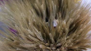 Científicos crean un tipo de trigo capaz de ayudar a los celíacos