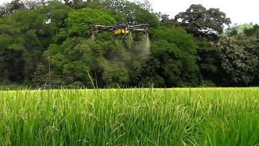 Drones comienzan a desplazar a avionetas y tractores de los campos de cultivo