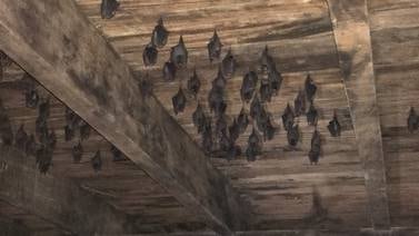 Peculiar especie de murciélago reaparece en Sarapiquí de Heredia