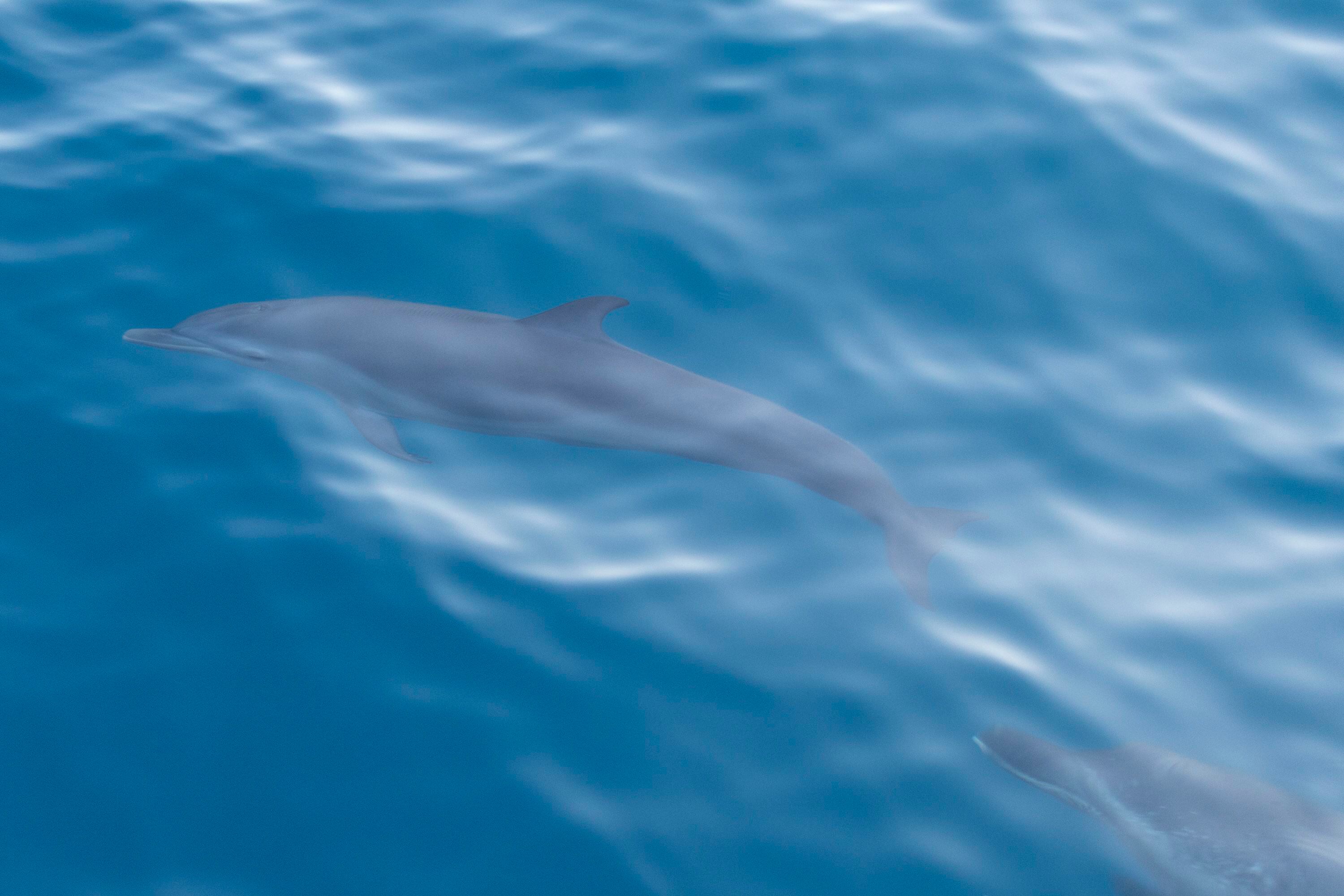 Los delfines se pudieron observar de cerca. 