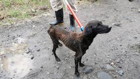 Hombre tenía cinco perros desnutridos dentro de propiedad en Pococí; uno de ellos murió