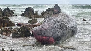 Gobierno de Australia investiga muerte de 14 ballenas varadas en Tasmania