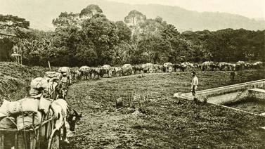 Cultivo de tabaco fue el primer motor económico de la Costa Rica independiente   