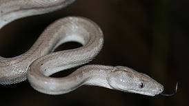 Nueva especie de serpiente, la boa plateada, descubierta en Bahamas