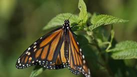 Millones de mariposas en peligro de extinción mueren en Texas tras ser atropelladas en carretera
