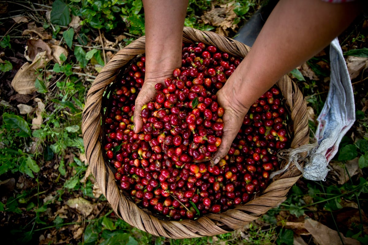 5 curiosidades del café costarricense: el grano de oro que hace 200