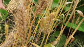 Precio del trigo se dispara tras decisión India de suspender sus exportaciones