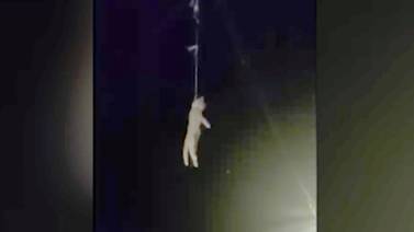 Crueldad animal: OIJ abre investigación por video en el que hombre arrastra gato atado a cuerda por la calle