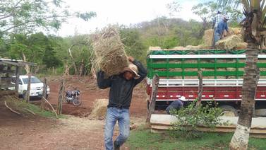 Gobierno distribuyó 4.000 pacas de heno en hatos ganaderos en Guanacaste