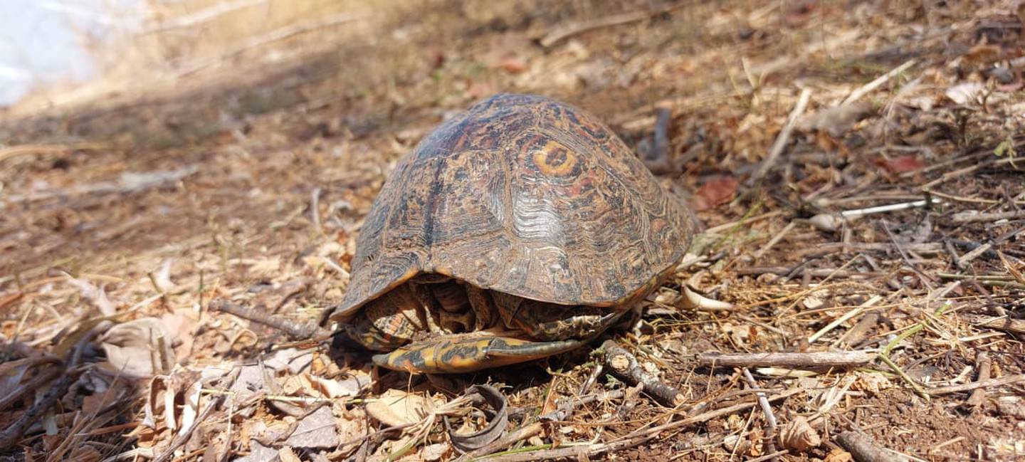 Anfibios y reptiles son parte de la fauna que más de ve afectada por los incendios forestales. En Paquera, esta tortuga buscaba un sitio para guarecerse de humo y llamas. Foto: Abraham Reyes.