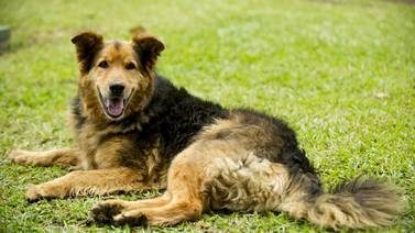 Peluche Francisco, perro símbolo contra el maltrato animal, murió envenenado