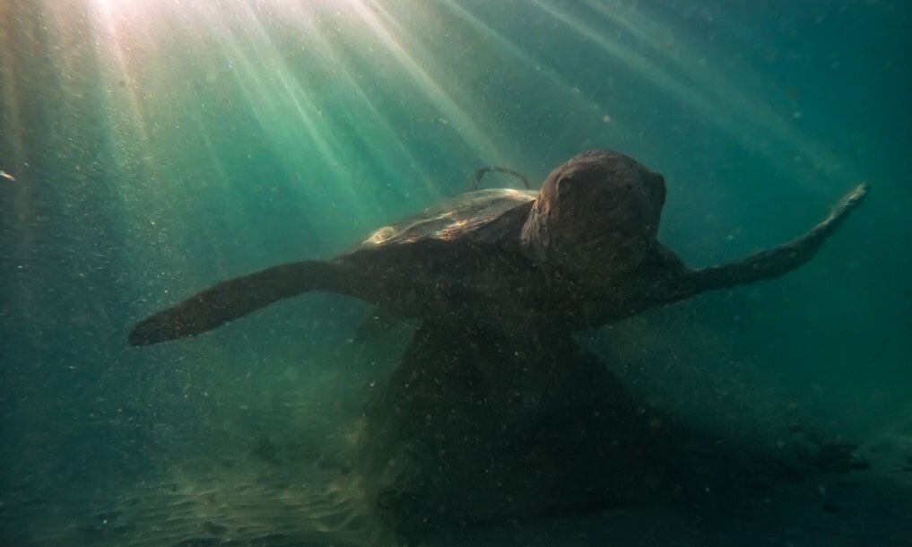 Una tortuga lora es parte del museo subacuático. Su caparazón es hueco con la intención de que allí habite vida marina. Foto: Cortesía