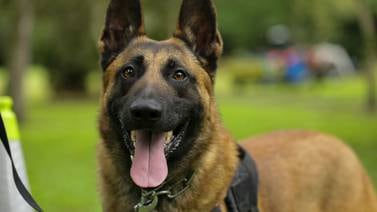 Funcionarios debieron pagar veterinarios de perros policías porque no había presupuesto