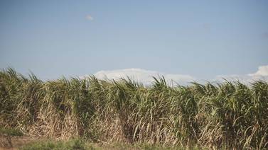 Caída en precios internacionales del azúcar estruja al sector cañero de Costa Rica