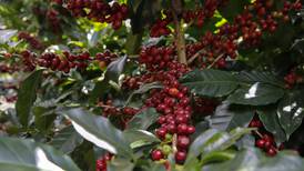 Caída del 38% en precio del café inquieta a productores en Costa Rica