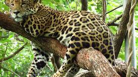 Murió Curubanda la jaguar que pintaba lienzos en Cañas