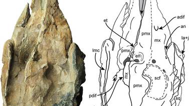 Un raro fósil de cachalote hallado en Panamá arroja luz sobre su evolución
