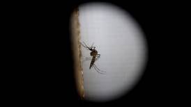 Microcefalia lleva a OMS a declarar emergencia mundial   por zika