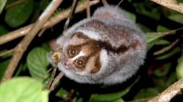 Descubren una nueva especie de primate nocturno en la isla de Borneo