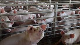 ¿Pueden los cerdos vivir de las microalgas?