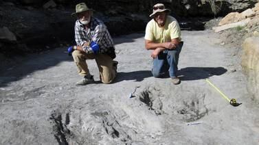 Surcos gigantes dan pistas sobre apareamiento entre dinosaurios