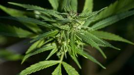 Estudio indica que extracto de cannabis reduce convulsiones por epilepsia