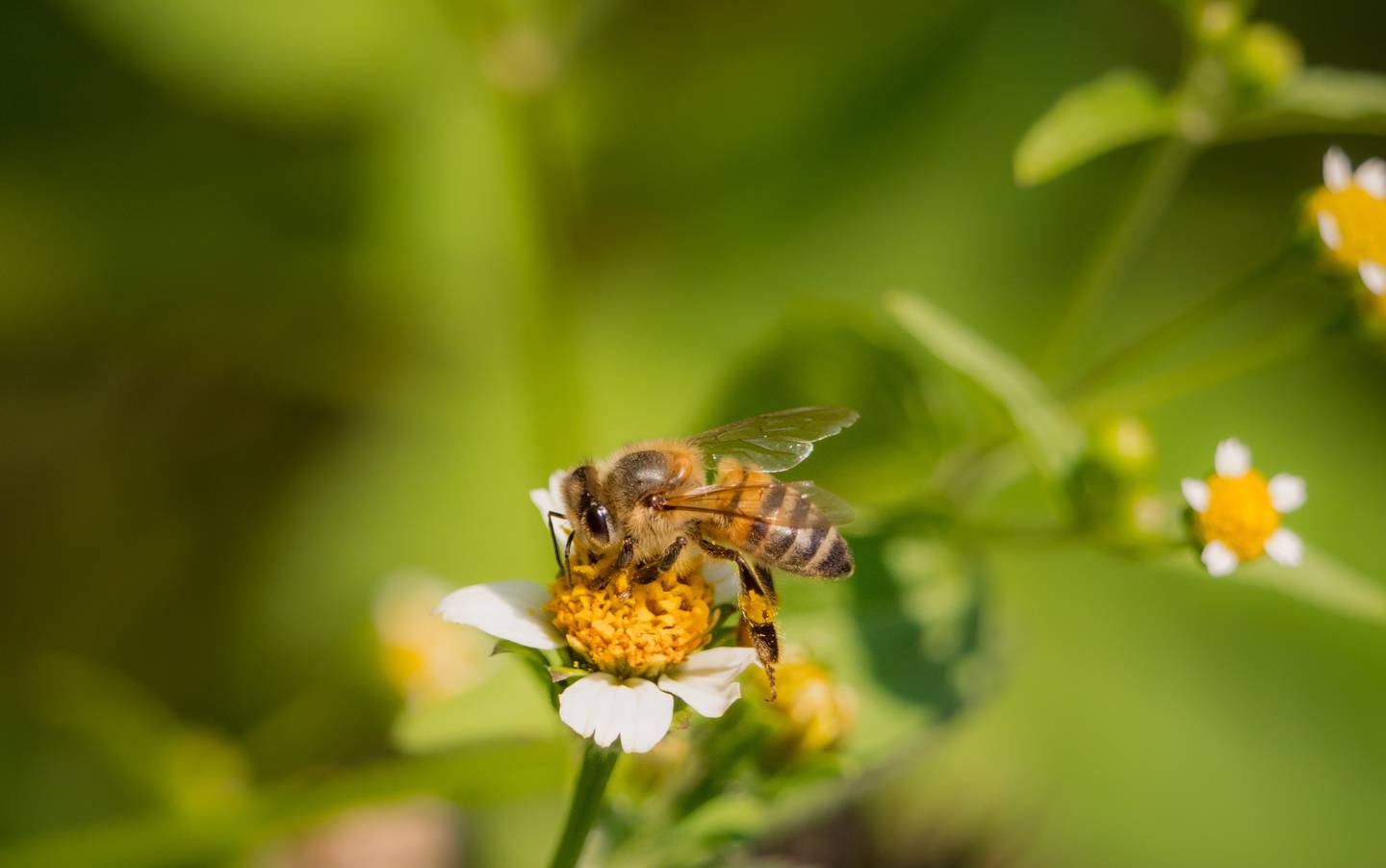 De acuerdo con los organizadores, el papel polinizador de abejas y otros insectos permite la producción del 75% de los alimentos en Costa Rica. Fotografía: Cortesía.