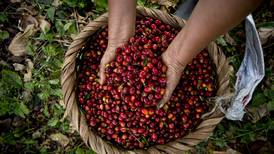 5 curiosidades del café costarricense: el grano de oro  que hace 200 años saltó al mercado mundial 