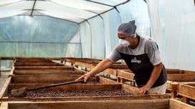 Catica Chocolates, la pequeña empresa de cacao que busca crecer bajo la bandera del valor agregado