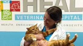 Ejercicio y dieta ayudaron a Skinny, 'el gato más gordo del mundo', a bajar 10 kilos