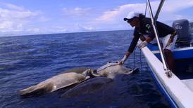 Tortugas marinas encontradas en Guanacaste pudieron haber muerto mar adentro