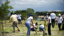 Voluntarios sembraron 300 árboles en el río Torres