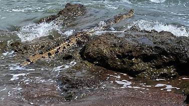 Cocodrilo de dos metros captado por pareja que paseaba a sus perros en playa Jacó