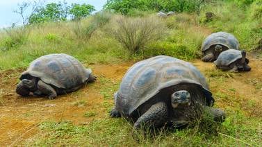 Tortugas gigantes de Galápagos aún no migran según cambio climático