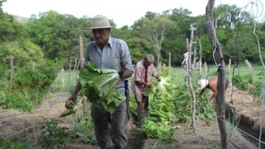 Agricultores guanacastecos podrán capacitarse en el desarrollo de cultivos 100% orgánicos