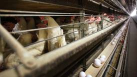 Francia sacrifica a 10 millones de aves por gripe aviar