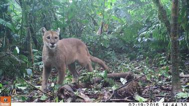 Biodiversidad captada por cámaras trampa en Costa Rica supera expectativas 