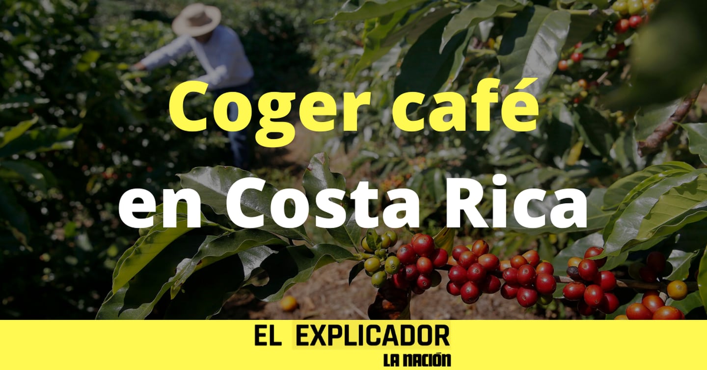 El Explicador - Coger café en Costa Rica - Cosecha de café 2020 en Costa Rica