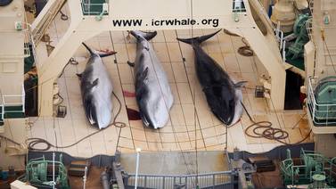 Balleneros japoneses anuncian acuerdo con organización Sea Shepherd