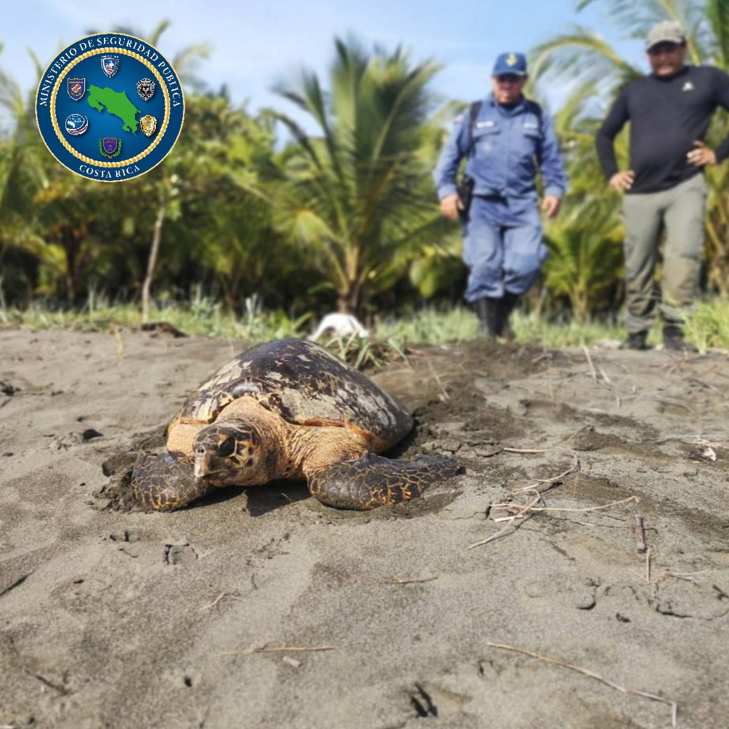 El pesado y lento reptil estaba en buenas condiciones y fue liberado por Guardacostas. Foto: MSP.