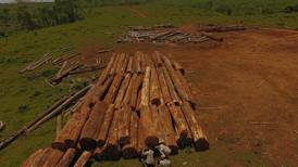 Decomisan el mayor cargamento de madera ilegal de los últimos 10 años en fincas de regidor de San Carlos 